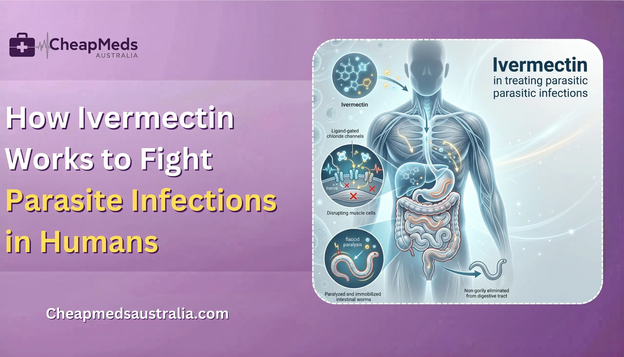 How Ivermectin Works to Fight Parasite Infections in Humans
